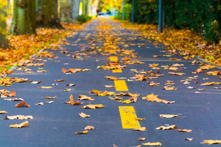 Road is covered by leaves in the park of Szeged in autumnの写真素材