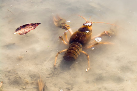 Danube or narrow-clawed crayfish, its scientific name is Astacus leptodactylus