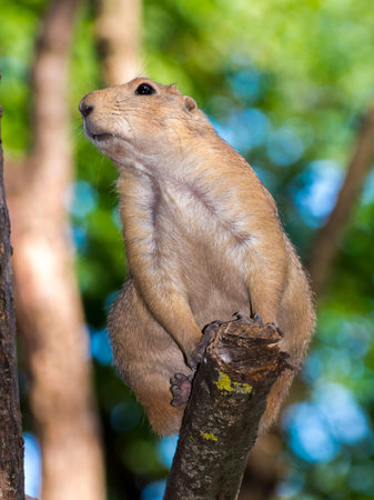 The black-tailed prairie dog is a tree, its scientific name is Cynomys ludovicianus