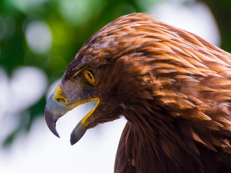 Portrait of a golden eagle, its scientific name is Aquila chrysaetos