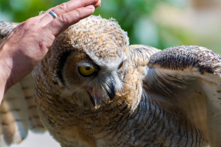 Petting an Indian eagle-owl, its scientific name is Bubo bengalensis