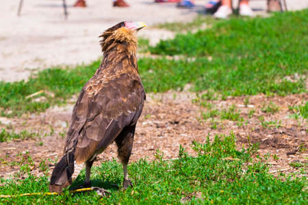 Crested caracara, its scientific name is Caracara plancus in a bird showの写真素材