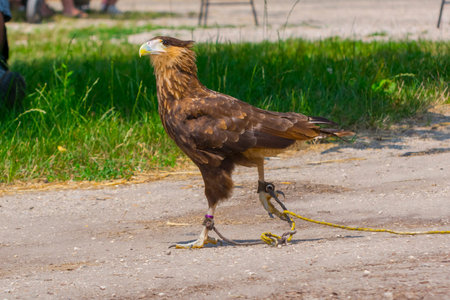 Crested caracara, its scientific name is Caracara plancus in a bird show