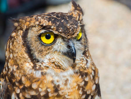 Spotted eagle-owl, its scientific name is Bubo africanusの写真素材