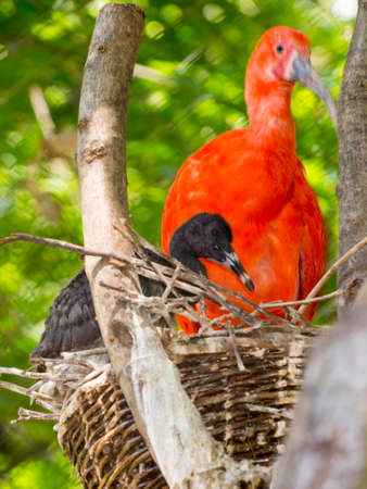 Nest of scarlet ibis with a dark chickの写真素材