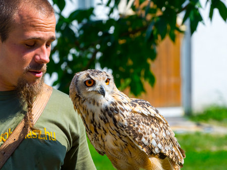 SZEGED, HUNGARY - JULY 24. 2016: Daniel Gasztonyi falconer with an Indian eagle-owl in at a bird show in Szeged Zooのeditorial素材