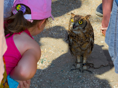SZEGED, HUNGARY - JULY 24. 2016: Spotted eagle-owl - Bubo africanus - is walking among people during a bird show in Szeged Zooのeditorial素材