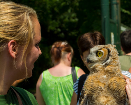 SZEGED, HUNGARY - JULY 24. 2016: People and trainder with an Indian eagle-owl at a bird show in Szeged Zooのeditorial素材