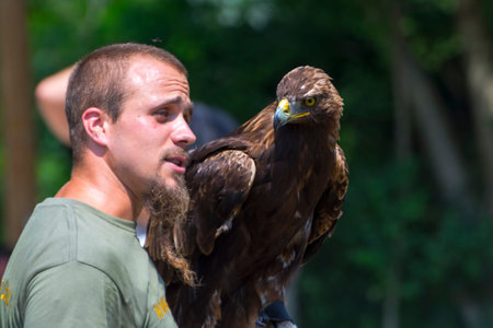 Golden eagle and its falconer in a birds show in Szeged