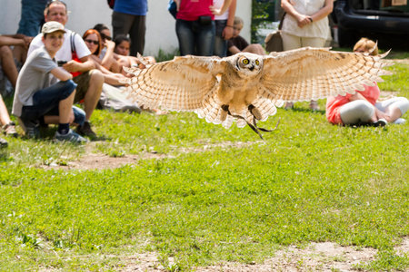 Indian eagle-owl at a bird show in Szeged Zooのeditorial素材