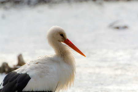 White stork on ice, its scientific name is Ciconia ciconia