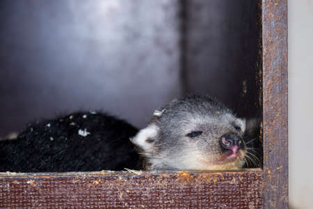 Baby binturong, its scientific name is Arctictis binturongの写真素材