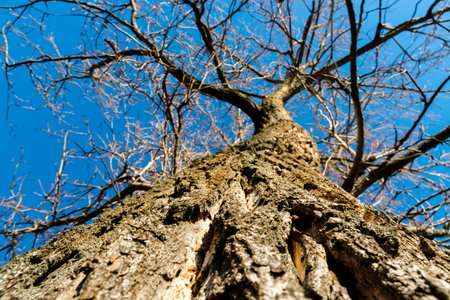 Top of a tree from low position in winter
