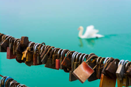 Love locks and a white swan in Siofok, Lake Balatonの写真素材