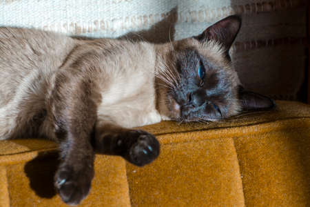 Female Siamese cat is sleeping in sunshineの写真素材