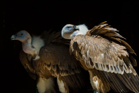 European griffon vulture with black background in summer