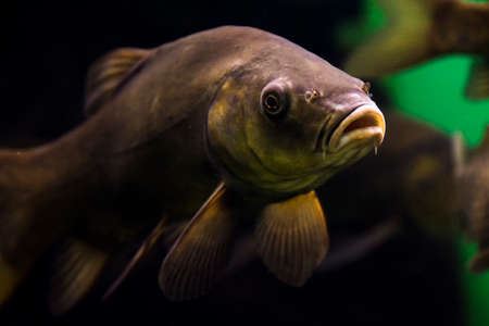 Tench or doctor fish, its scientific name is Tinca tincaの写真素材