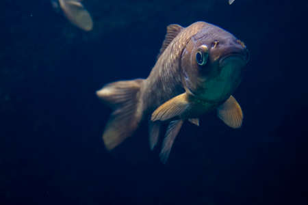 Prussian carp, its scientific name is Carassius auratus gibelioの写真素材