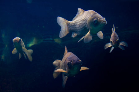 Prussian carp, its scientific name is Carassius auratus gibelio