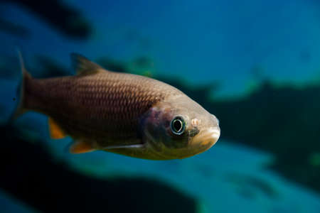 European chub, its scientific name is Squalius cephalusの写真素材
