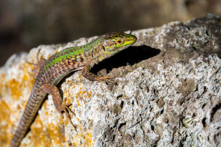 Italian wall lizard, its scientific name is Podarcis siculus campestrisの写真素材