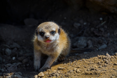 Meerkat baby, its scientific name is Suricata suricattaの写真素材