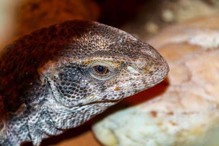 African savannah monitor lizard in a rocky area