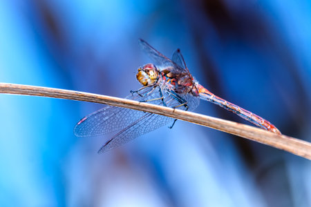 Ruddy darter dragonfly, its scientific name is Sympetrum sanguineumの写真素材
