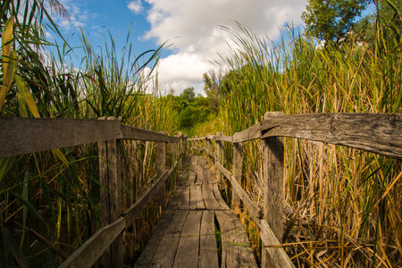 Stilt bridge on a swamp in Marteryの写真素材