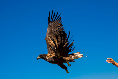 Young white-tailed eagle, its scientific name is Haliaeetus albicilla