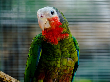 Cuban amazon, its scientific name is Amazona leucocephala