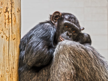 Resting chimpanzee, its scientific name is Pan troglodytesの写真素材