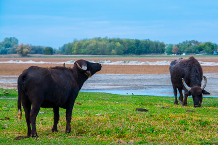 Domestic water buffalo, its scientific name is Bubalus bubalisの写真素材
