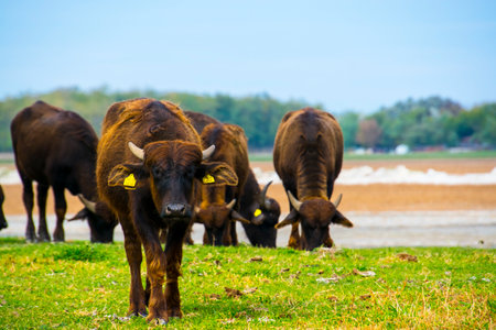 Domestic water buffalo, its scientific name is Bubalus bubalisの写真素材