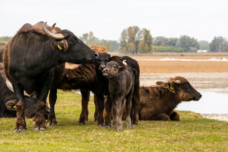 Domestic water buffalo, its scientific name is Bubalus bubalisの素材 [FY310195993254]