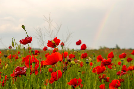 Field of red common poppy flowers in Szegedの写真素材