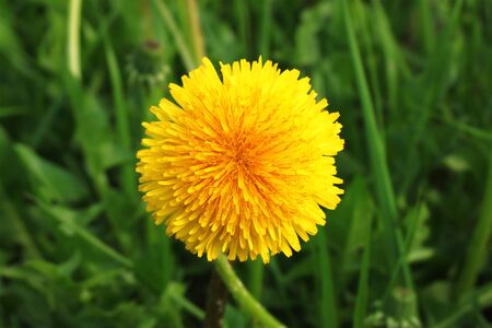 dandelionの写真素材