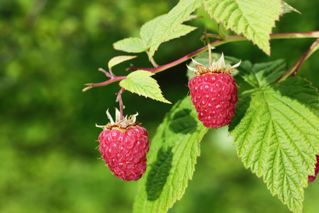 The ripe raspberry on the branch