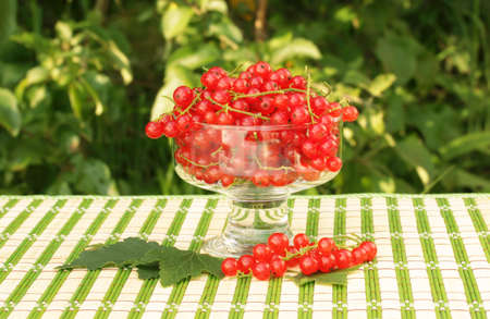 Redcurrant in a glass bowl in the gardenの写真素材