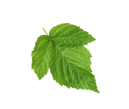 raspberry leaf isolated on white background の写真素材