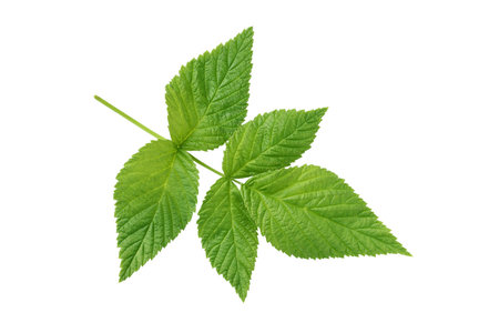 raspberry leaf isolated on white background 