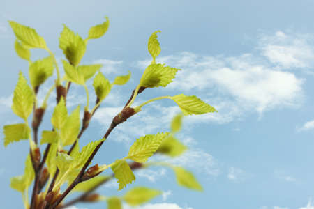 spring twig birch with green leaves on the blue sky background の写真素材