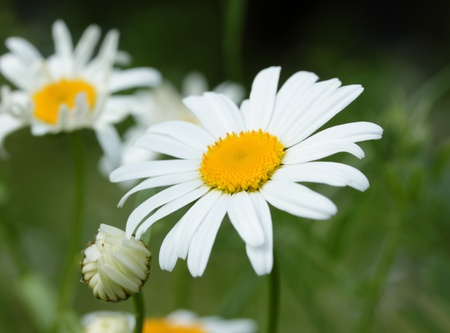 White daisy on a meadow の写真素材