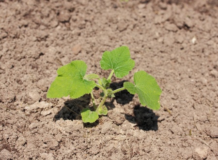 young zucchini  seedlings growing on the bedの写真素材