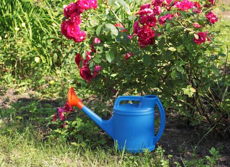 Watering can, concept of gardening and hobby の写真素材