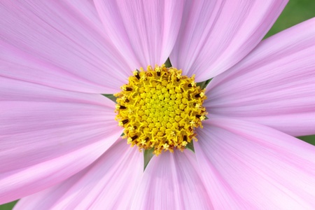 Closeup pink kosmeyaの写真素材