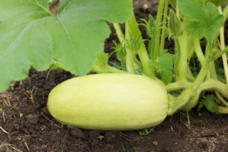 vegetable marrow growing on vegetable bedの写真素材