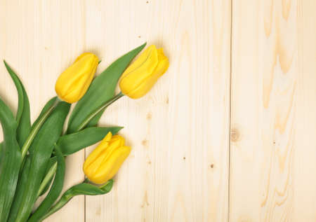Yellow tulips on wooden backgroundの写真素材