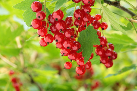 Redcurrant on brunch