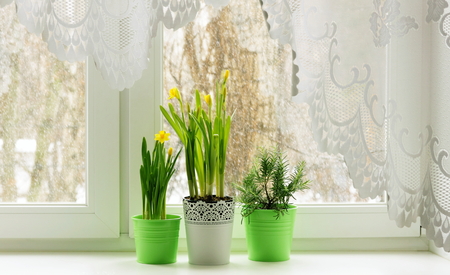 Still life on window with daffodils and rosemaryの写真素材